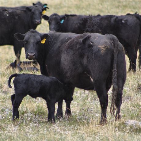 Black Angus Bred Cows | Chester, Montana