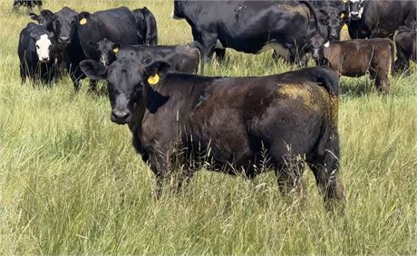 35 Steer Calves | 525 lbs | Park City, Montana
