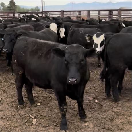 Feeder Steers | Baldy & CharX | Dillon, Montana