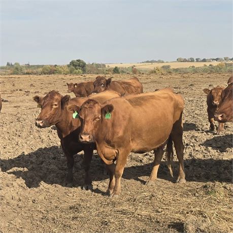 50 Broken Mouth Red Angus Bred Cows | April-May Calvers | Rochester, Minnesota