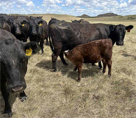 Red Angus & F1 Baldy Steer Calves | Grassy Butte, North Dakota