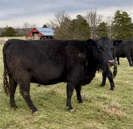 Black Angus Fall Calving Cows | Marshville, North Carolina