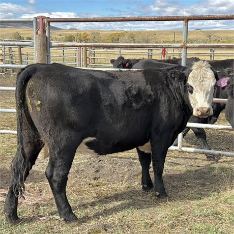 10 Black Baldy Bred Heifers | April Calvers | Belgrade, Montana