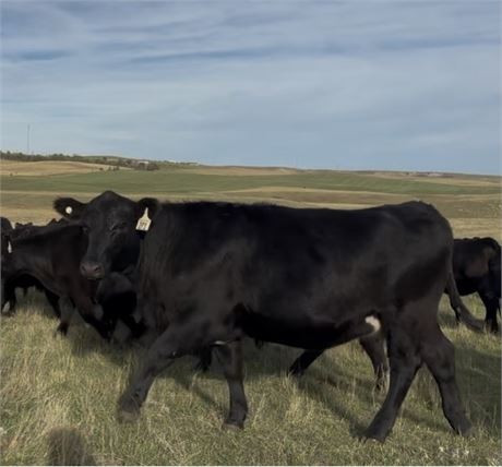60 Open Heifers | 850 lbs | Watford City, ND