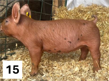 Lot 15 | Gilt | Duroc Cross
