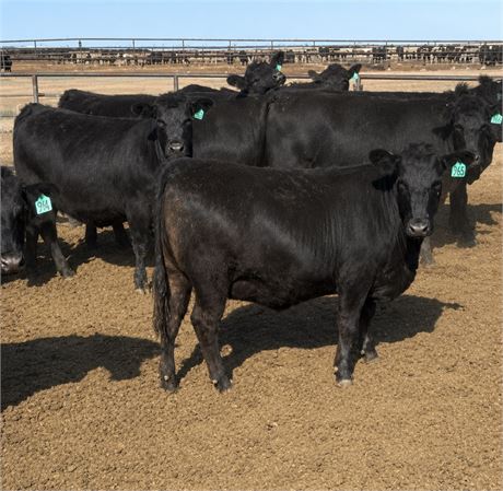 15 Bred Heifers | March-April Calvers | Fowler, Colorado