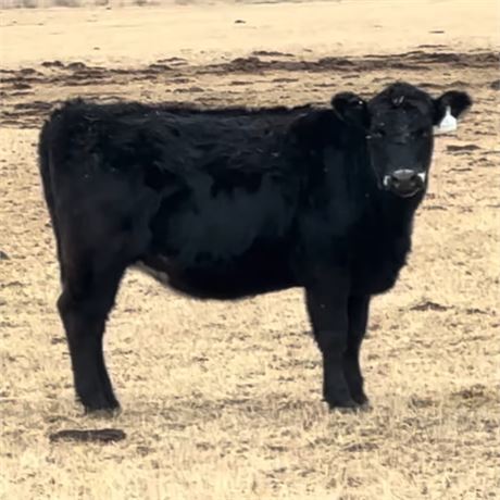 Black Angus Bred Heifers | Cardwell, Montana
