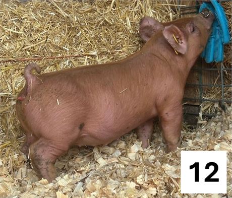 Lot 12 | Gilt | Duroc Cross