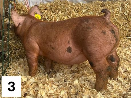 Lot 3 | Gilt | Duroc Cross