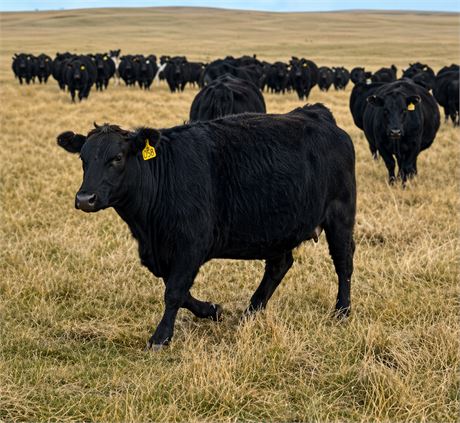 Black Angus & Baldy Steer Calves | Belfield, North Dakota