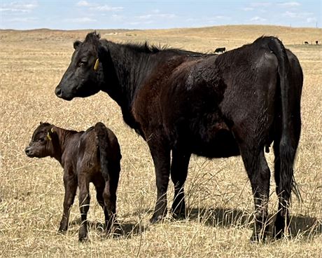 First Calf Pairs | Dunning, Nebraska