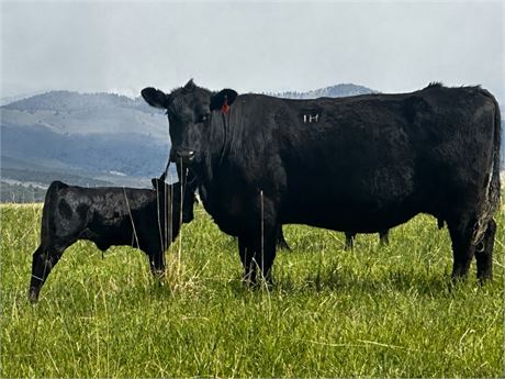 Cow Calf Pairs | Alder, Montana