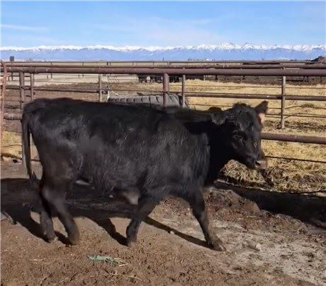 Angus Bred Heifers | Center, Colorado