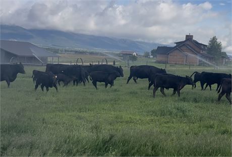 Black Angus & Baldy Steer Calves | Corvallis, Montana