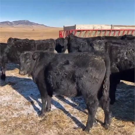 Fancy Feeder Steers | Big Timber, Montana