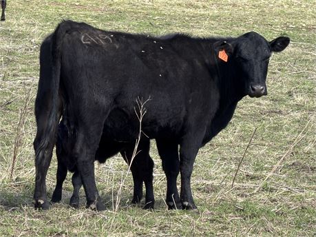 Solid Mouth Angus Cow Calf Pairs | Rochester, Minnesota