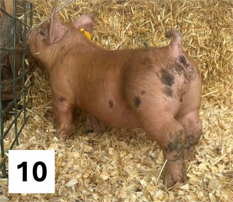 Lot 10 | Gilt | Duroc Cross