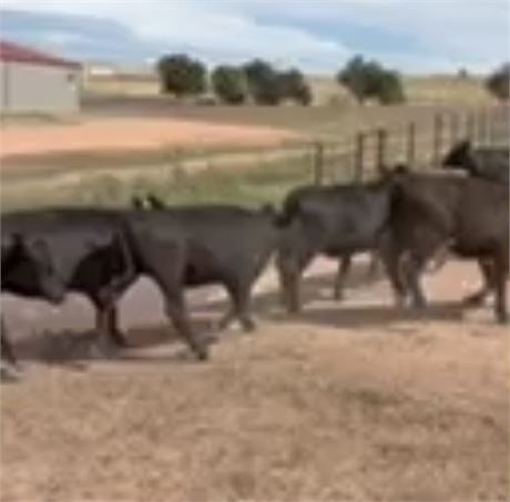 69 Yearling Spayed Heifers | 815 lbs | Watford City, North Dakota