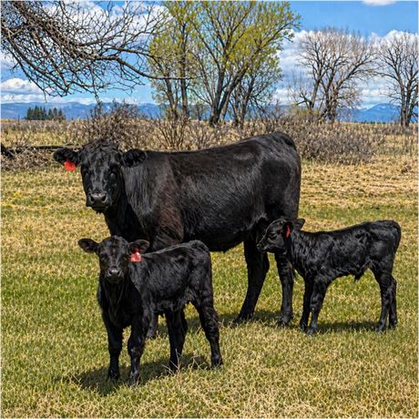 SimAngus Cow Calf Pairs | Alamosa, Colorado