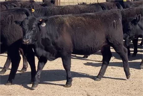 Black Angus Open Replacement Heifers | Big Timber, Montana