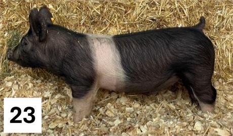 Lot 23 | Barrow | Hampshire Cross