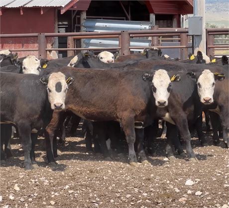 2-Way, GAP Certified, Black & Baldy Heifers | Dillon, Montana
