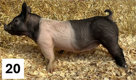 Lot 20 | Gilt | Hampshire Cross