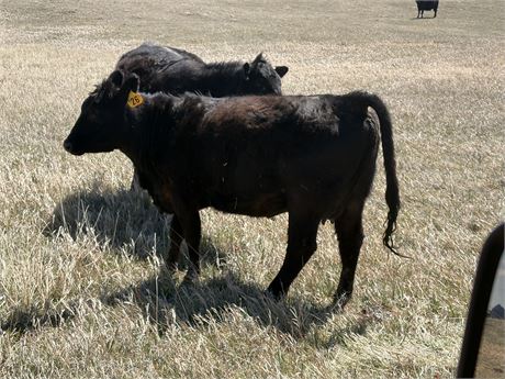 Young Cow Calf Pairs  | Chester, Montana