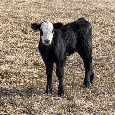 Black Angus & Baldy Heifer Calves | Wing, North Dakota