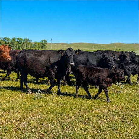 Black Angus Steer Calves | Beach, North Dakota