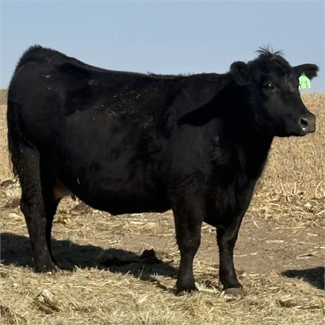 3-5 Year Old Cow-Calf Pairs | Kearney, Nebraska