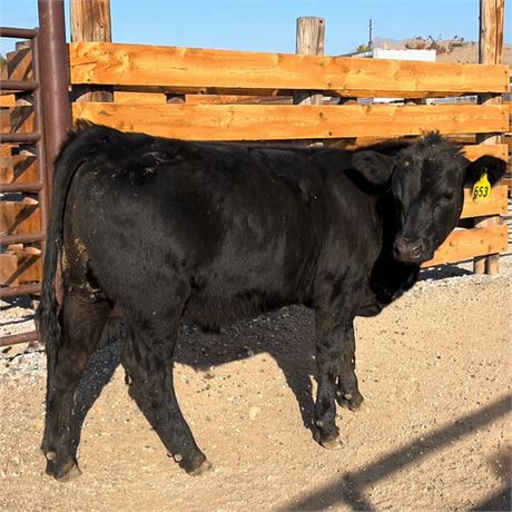 Black Angus Unweaned Steer Calves | Big Timber, Montana