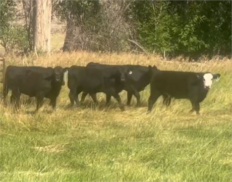 75 Weaned Calves | 625/575 lbs | Tendoy, Idaho