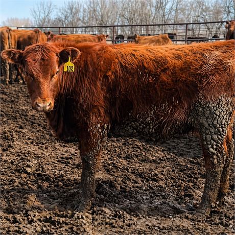Red Angus Open Replacement Heifers | Carrington, North Dakota