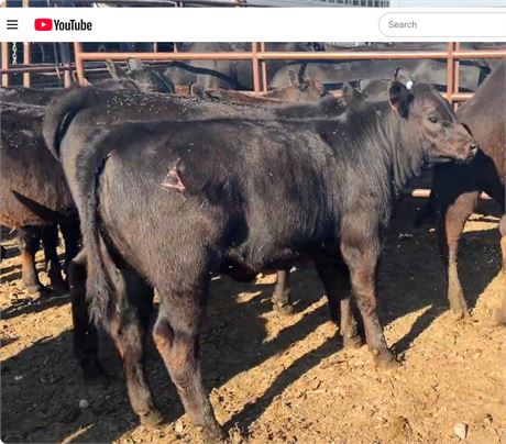 30 Black Steer Calves | 625 lbs | Park City, Montana