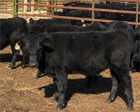 200 Black Steer Calves | 510 lbs | Whitehall, Montana