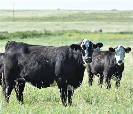 Black Baldy Bred Heifers | Scranton, North Dakota