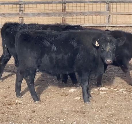 Fancy Weaned Steers | Big Timber, Montana
