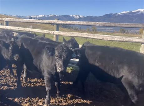 Black Angus Steer Calves | Stevensville, Montana