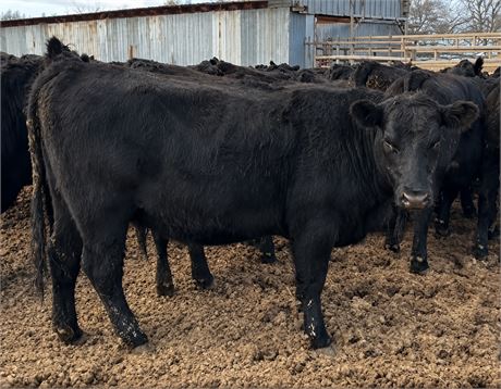Black Angus Spayed Heifers | Whitehall, Montana