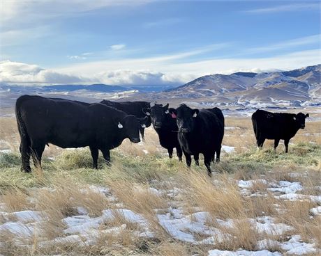Fall Calving Bred Cows | Cascade, Montana