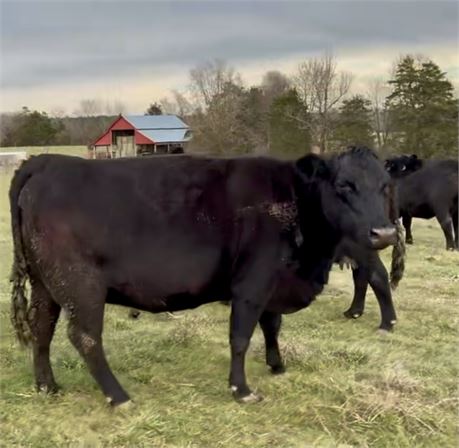 Fall Calving Bred Cows For Sale | Marshville, North Carolina