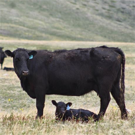 Running Age Cow Calf Pairs  | Chester, Montana