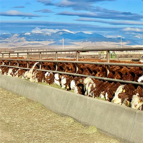 2-Way, Red Baldy Heifers | Dillon, Montana