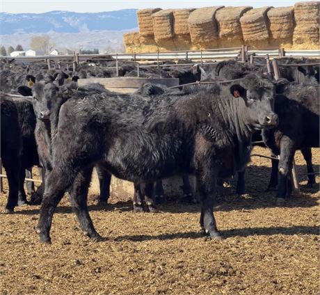 Angus Heifers | Powell, Wyoming