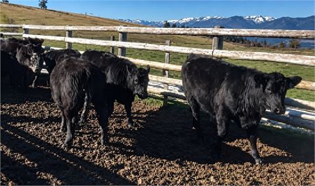 85 Black Angus Heifer Calves | 630 lbs | Stevensville, Montana