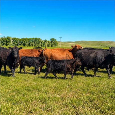 60 Heifer Calves | 550 lbs | Dickinson, North Dakota