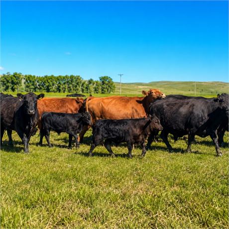 120 Black Angus Heifer Calves | 550 lbs | Dickinson, North Dakota