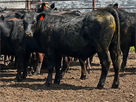 350 Black Yearling Steers | 975 lbs | Moore, Montana