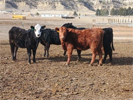 Feeder Steers | Bridger, Montana